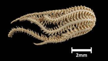 Media type: image;   Invertebrate Zoology OPH-4917 Description: Side view of single ophiuroid specimen with a scale bar.;  Aspect: lateral